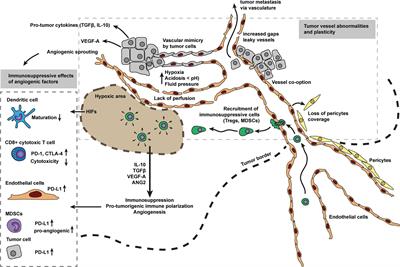 A Window of Opportunity: Targeting Cancer Endothelium to Enhance Immunotherapy